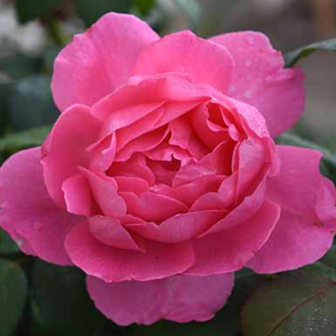 Rose True Bloom™ Inspiration (ROSE TRUE BLOOM™ INSPIRATION)