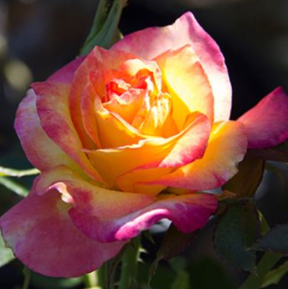 Rose True Bloom™ Sincerity (ROSE TRUE BLOOM™ SINCERITY)