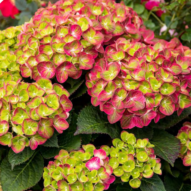 Tilt-A-Swirl® Bigleaf Hydrangea (HYDRANGEA M. TILT-A-SWIRL)