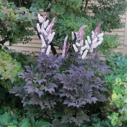 Hillside Black Beauty Bugbane (CIMICIFUGA R. HILLSIDE BLACK BEAUTY)