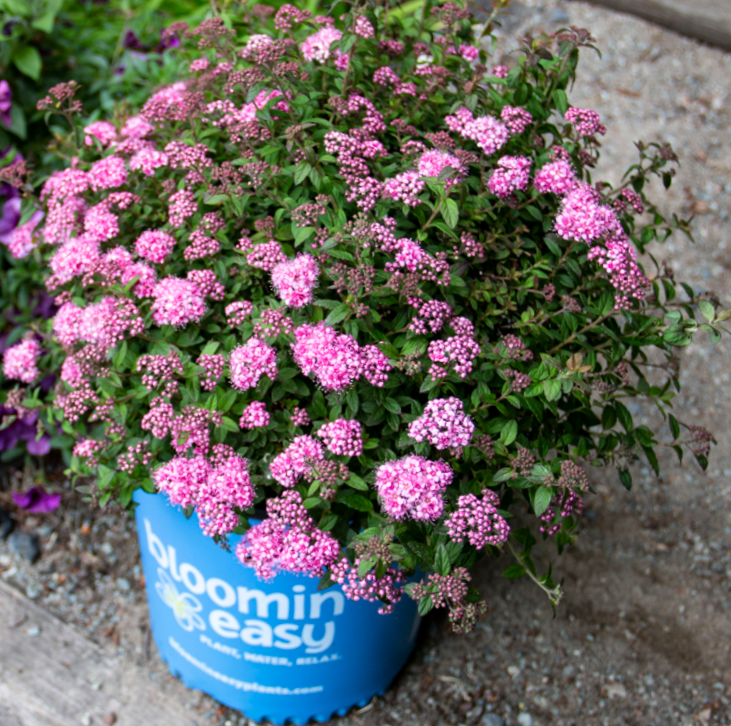 Poprocks® Petite Spirea (SPIRAEA POPROCKS PETITE)