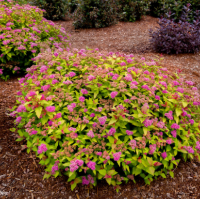 Rainbow Fizz™ Spirea (SPIRAEA JAP. RAINBOW FIZZ)