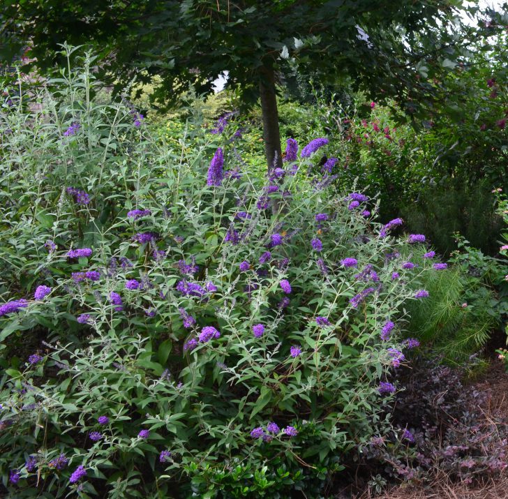 Groovy Grape™ Butterfly Bush (BUDDLEIA GROOVY GRAPE)