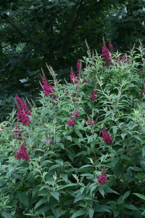 Funky Fuschia™ Butterfly Bush (BUDDLEIA FUNKY FUCHSIA)