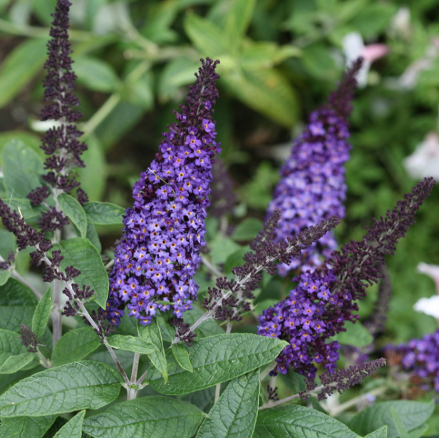 Pugster Blue® Butterfly Bush
(BUDDLEIA PUGSTER BLUE)