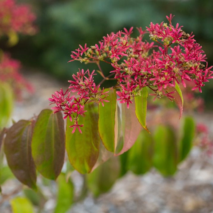 Tianshan® Seven-Son Flower (HEPTACODIUM TIANSHAN)