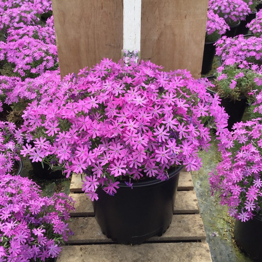 Bedazzled Pink Hybrid Spring Phlox (PHLOX SUB. BEDAZZLED PINK)