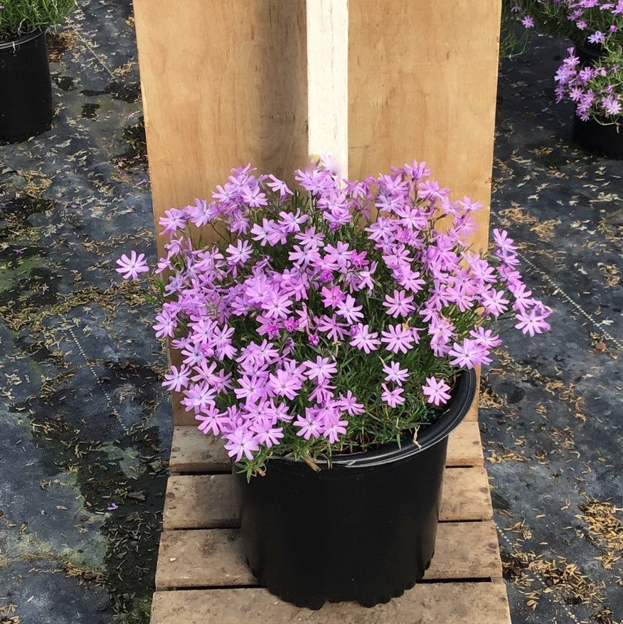 Bedazzled Lavender Hybrid Spring Phlox (PHLOX SUB. BEDAZZLED LAVENDER)