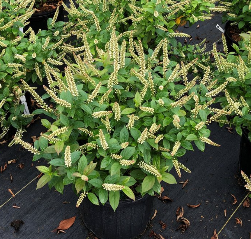 Fizzy Mizzy® Sweetspire (ITEA FIZZY MIZZY)