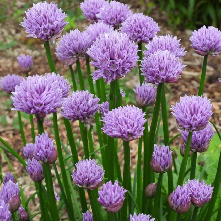 Chivette Chives (ALLIUM CHIVETTE)
