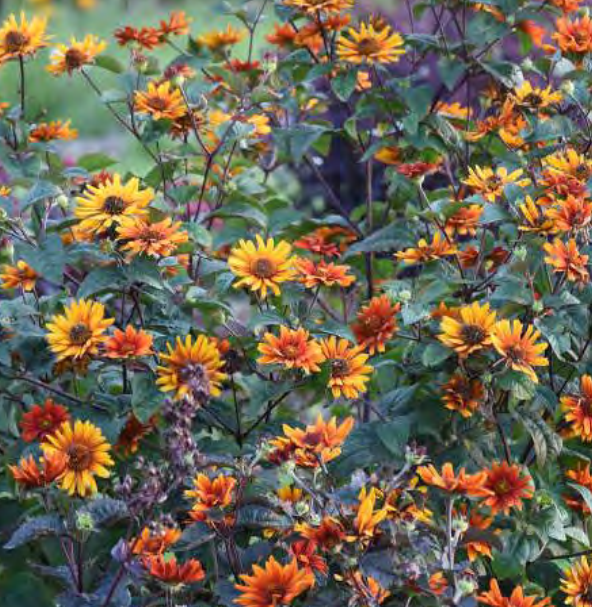 False Sunflower (HELIOPSIS H. BURNING HEARTS)
