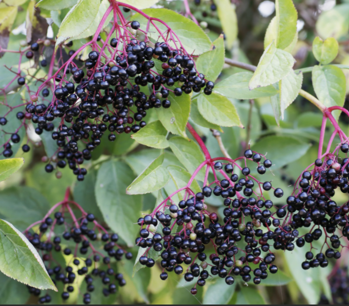 Adams Elderberry (SAMBUCUS CAND. ADAMS)