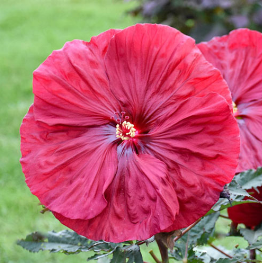 Blackberry Merlot Rose Mallow (HIBISCUS BLACKBERRY MERLOT)