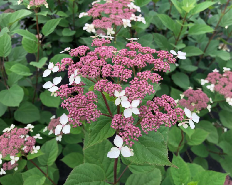Invincibelle Lace® Smooth hydrangea (HYDRANGEA A. INVINCIBELLE LACE)