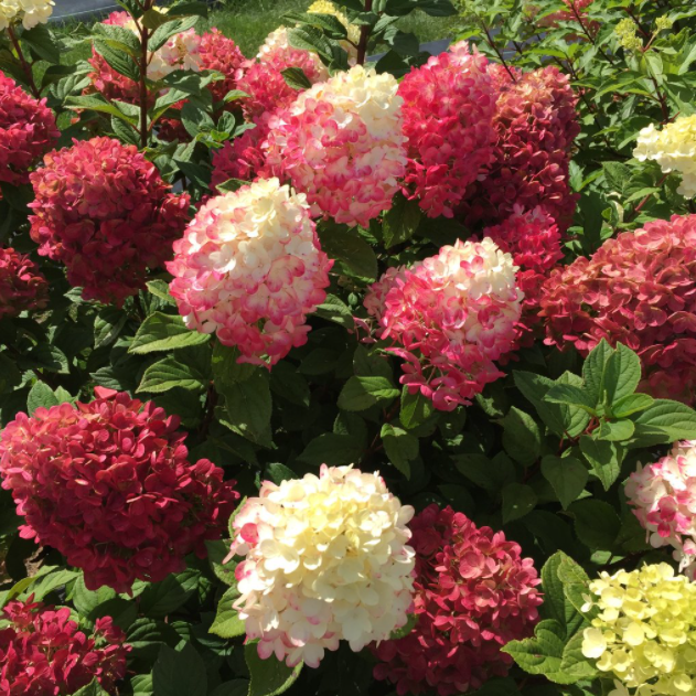 Little Lime Punch® Panicle Hydrangea (HYDRANGEA P LITTLE LIME PUNCH)