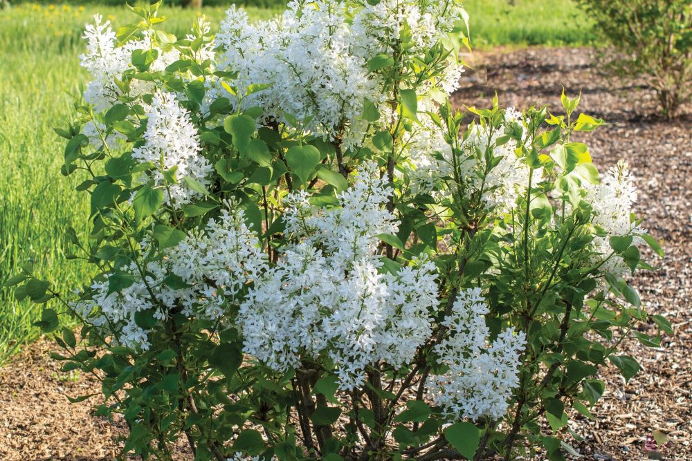 Lilac New Age White (SYRINGA NEW AGE WHITE)