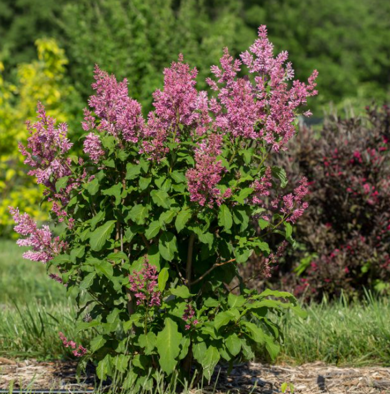 Little Lady™ Lilac (SYRINGA X LITTLE LADY)