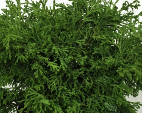 Torulosa Hinoki Falsecypress (CHAM. OBTUSA TORULOSA)