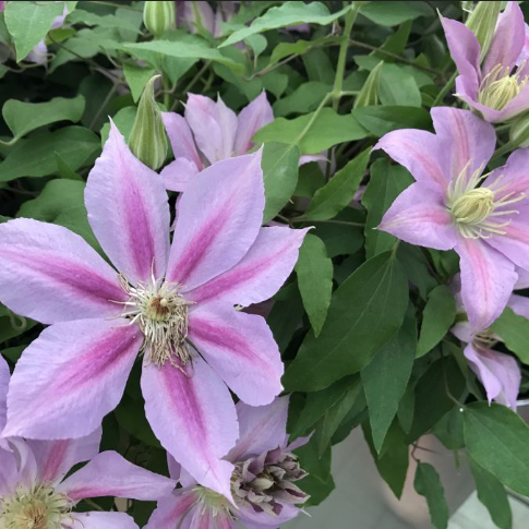 Volunteer™ Clematis (CLEMATIS VOLUNTEER)