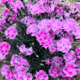 Dianthus Watermelon Ice Pinks (DIANTHUS EVERBLOOM WATERMELON ICE)