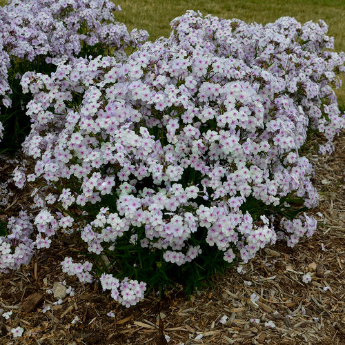 'Opening Act Pink-a-Dot' Hybrid Phlox (PHLOX PAN. OPENING ACT PINK A DOT)