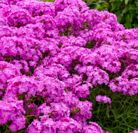 'Opening Act Ultrapink' Hybrid Phlox (PHLOX PAN. OPENING ACT ULTRAPINK)