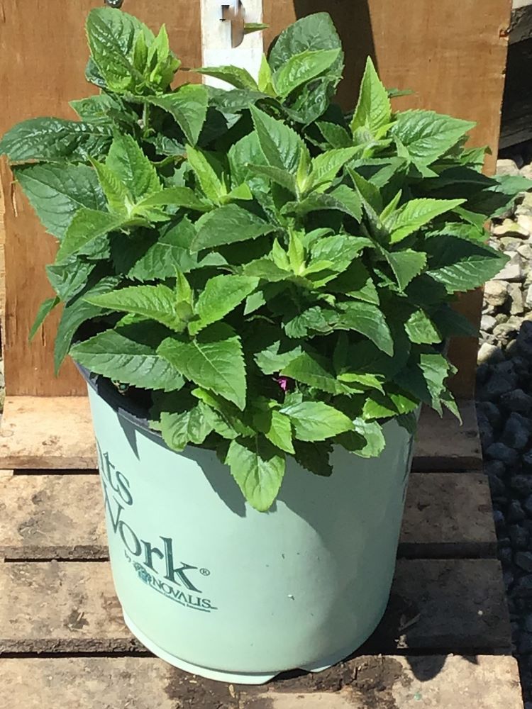 Pocahontas Pink Bee Balm (MONARDA POCAHONTAS PINK)