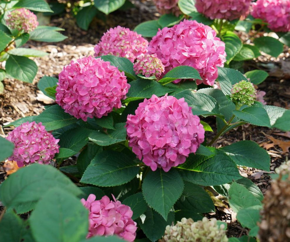 Let's Dance ¡Arriba!® Reblooming Hydrangea (HYDRANGEA M. LETS DANCE ARRIBA)