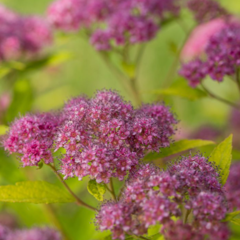Little Spark® Spirea (SPIRAEA JAP. LITTLE SPARK)