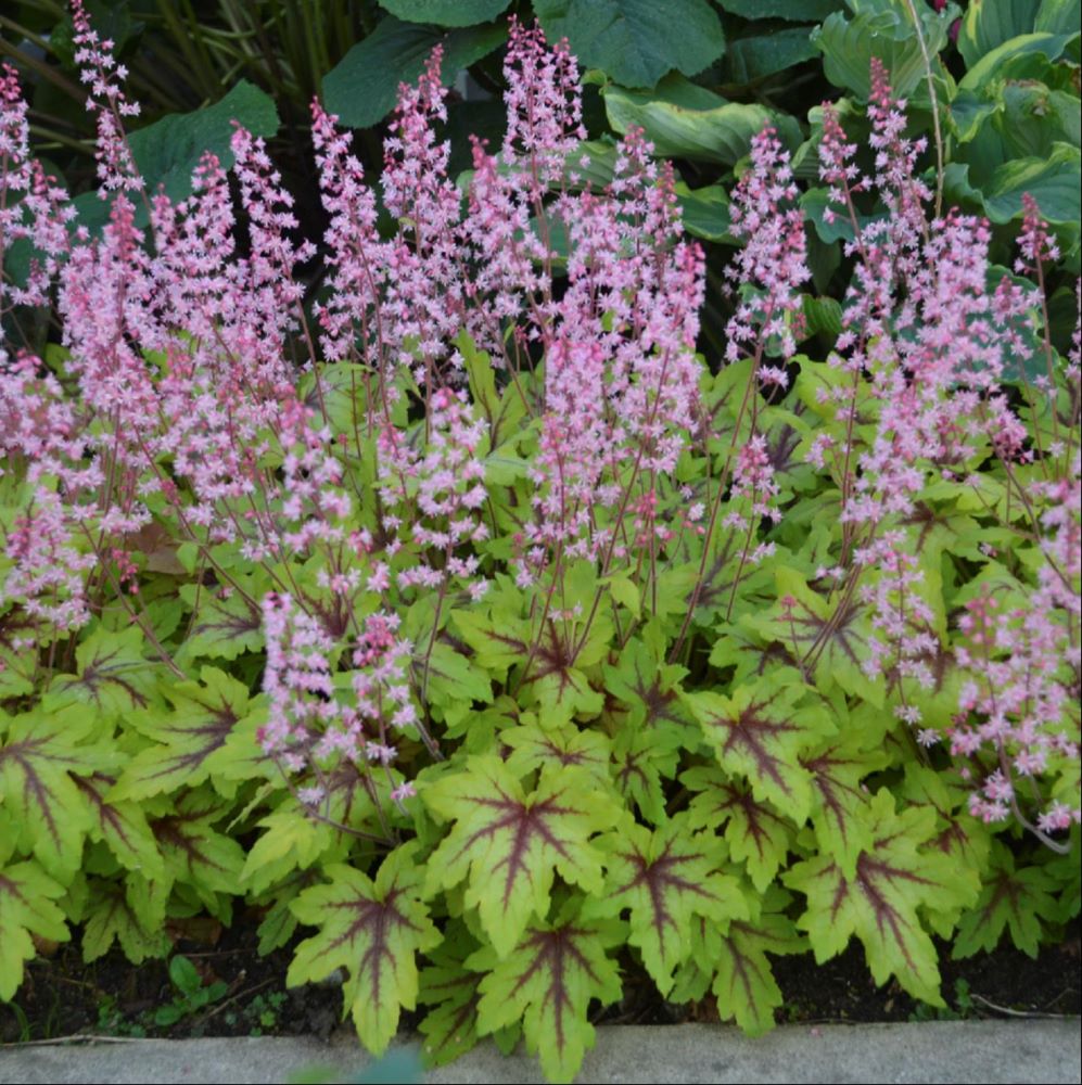Fun and Games® 'Eye Spy' Foamy Bells (HEUCHERELLA EYE SPY)