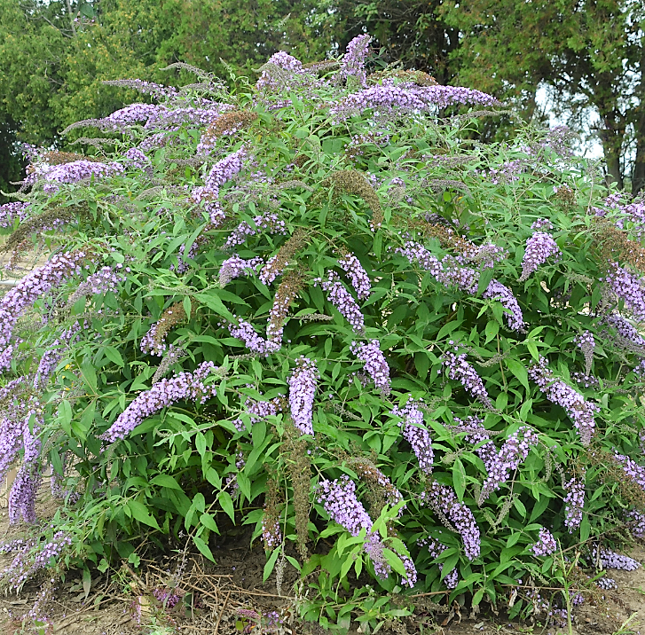 Lavender Cascade Butterfly Bush (BUDDLEIA LAVENDER CASCADES)