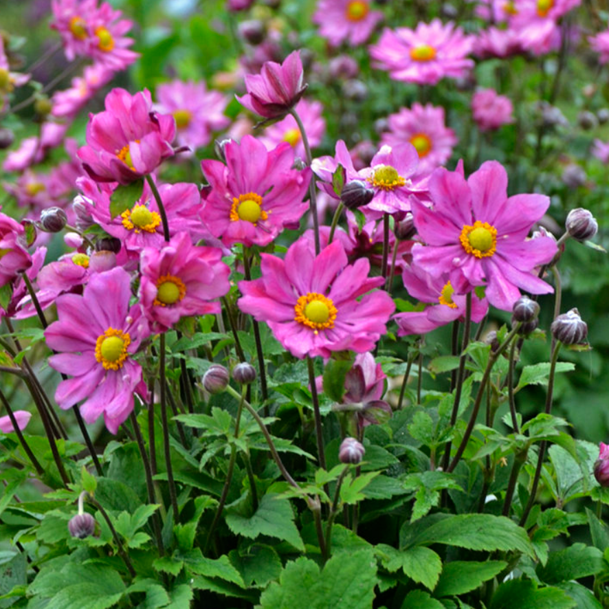 'Curtain Call Deep Rose' Japanese Anemone (ANEMONE CURTAIN CALL DEEP ROSE)