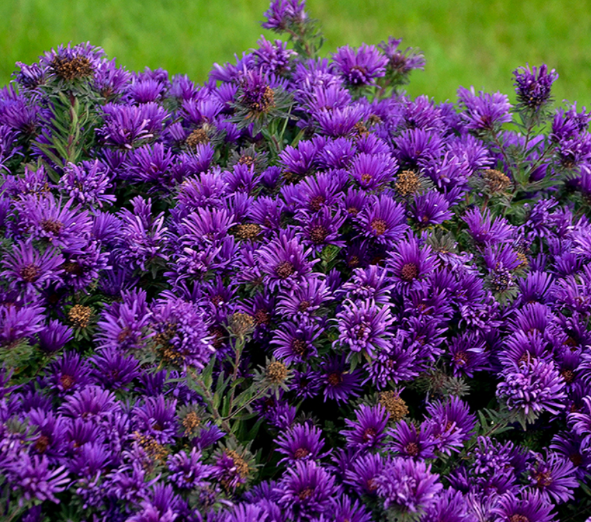 Grape Crush New England Aster (ASTER GRAPE CRUSH)