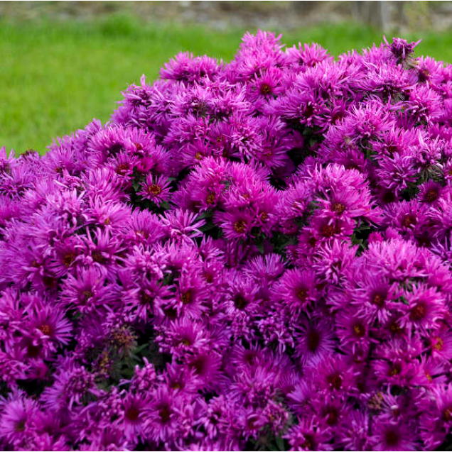 Pink Crush New England Aster (ASTER PINK CRUSH)