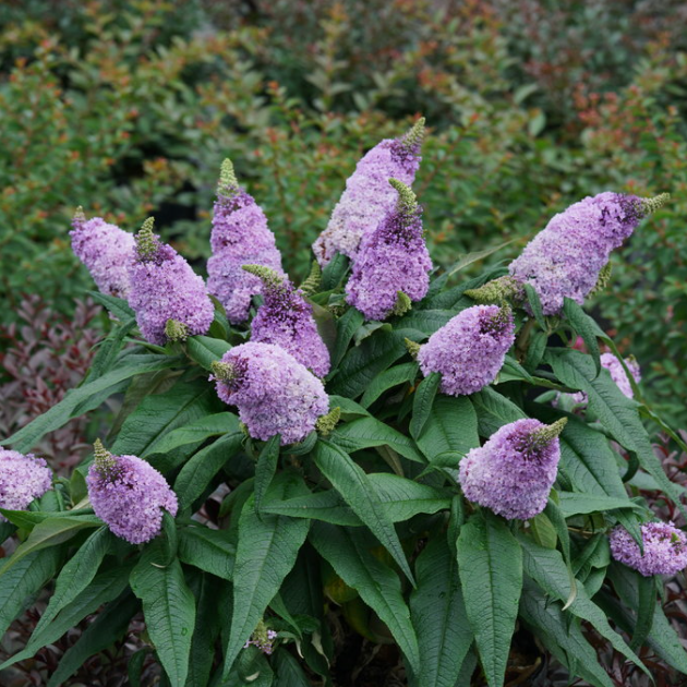 Pugster® Amethyst Butterfly Bush (BUDDLEIA PUGSTER® AMETHYST)