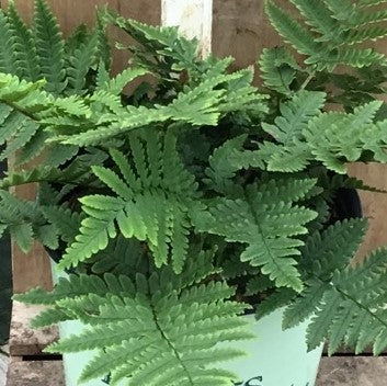 Beautiful Wood Fern (FERN -BEAUTIFUL WOOD)