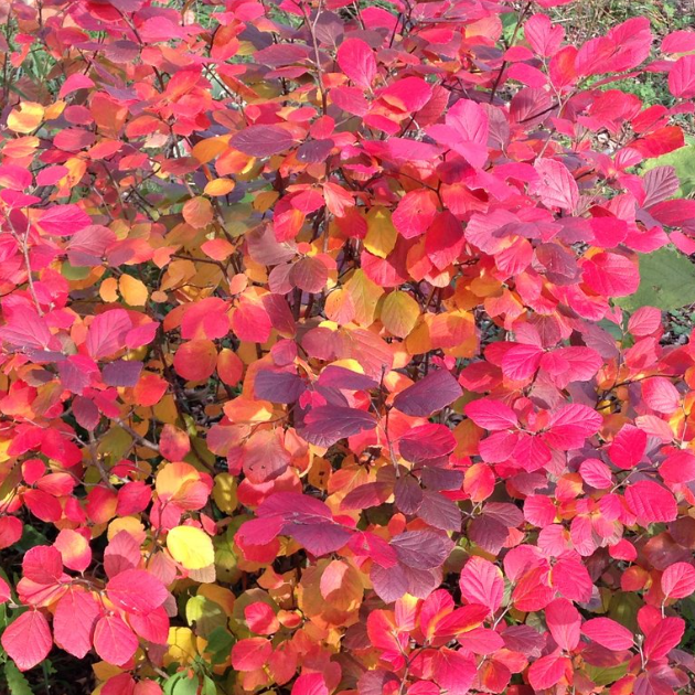 Legend Of The Fall® Bottlebrush (FOTHERGILLA X.I. LEGEND OF THE FALL)