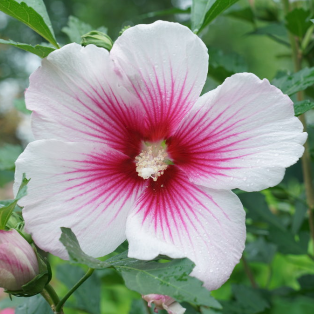 Paraplu Pink Ink® Rose of Sharon (HIBISCUS PARAPLU PINK INK)