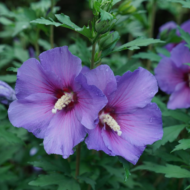 Paraplu Violet® Rose of Sharon (HIBISCUS PARAPLU VIOLET)