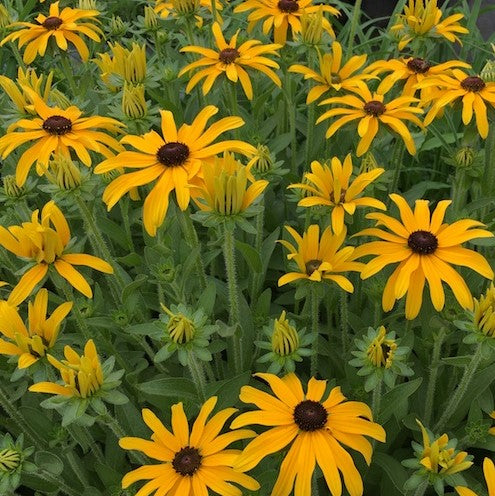 Glitters LIke Gold Black Eyed Susan (RUDBECKIA X GLITTERS LIKE GOLD)
