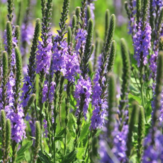 Hoary verbena (VERBENA STRICTA)