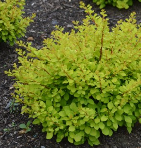 WorryFree® Lemon Glow® Barberry (BERBERIS THUN. LEMON GLOW)