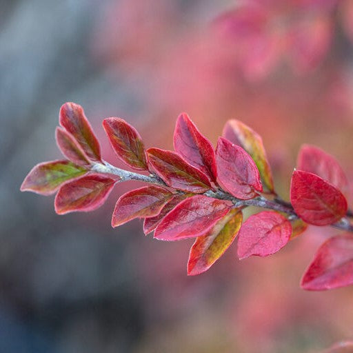 Autumn Inferno® Cotoneaster (COTONEASTER AUTUMN INFERNO)