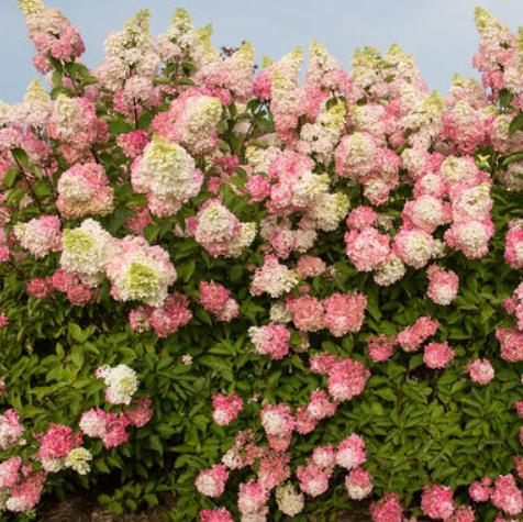 Berry White® Panicle Hydrangea (HYDRANGEA P BERRY WHITE)