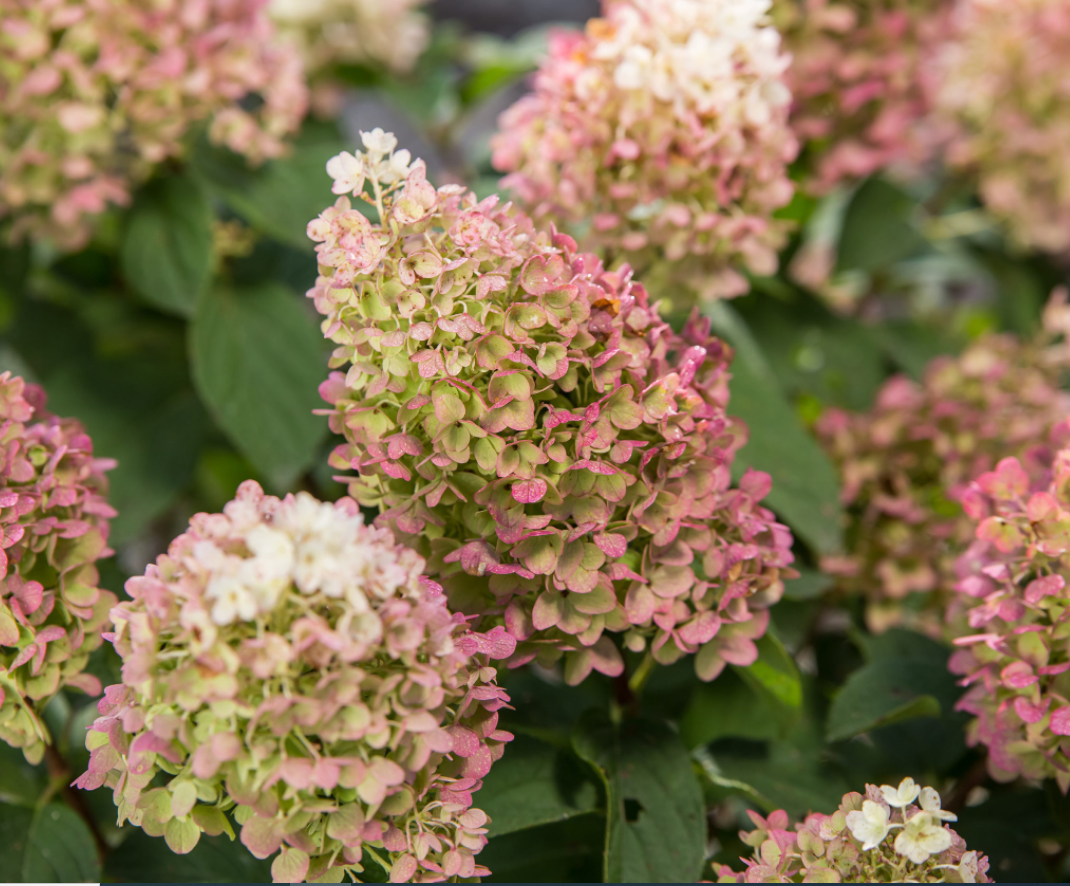 Little Hottie® Panicle Hydrangea (HYDRANGEA P LITTLE HOTTIE)