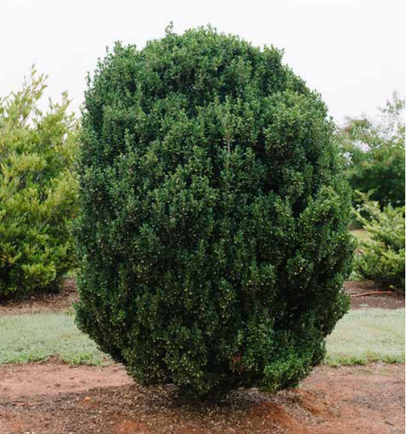 Chubby Hubby™ Japanese Holly (ILEX C. CHUBBY HUBBY)