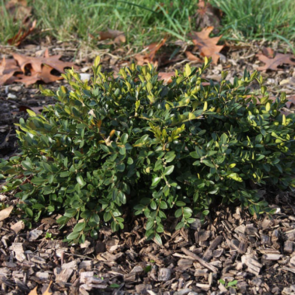 Flat-tery™ Boxwood (BUXUS X. FLAT-TERY)