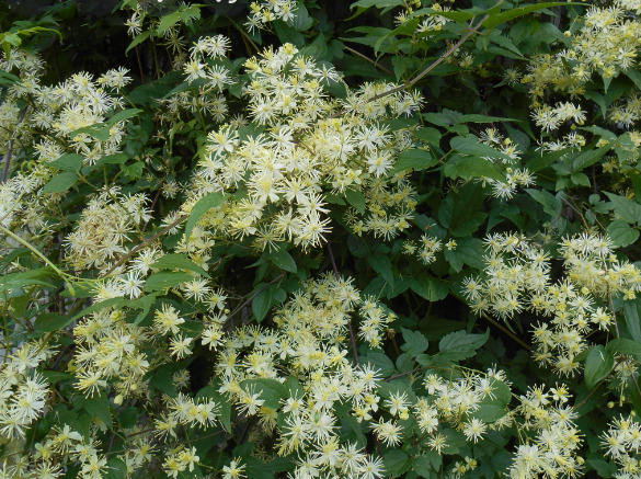Virgin's Bower Clematis (CLEMATIS VIRGINIANA)