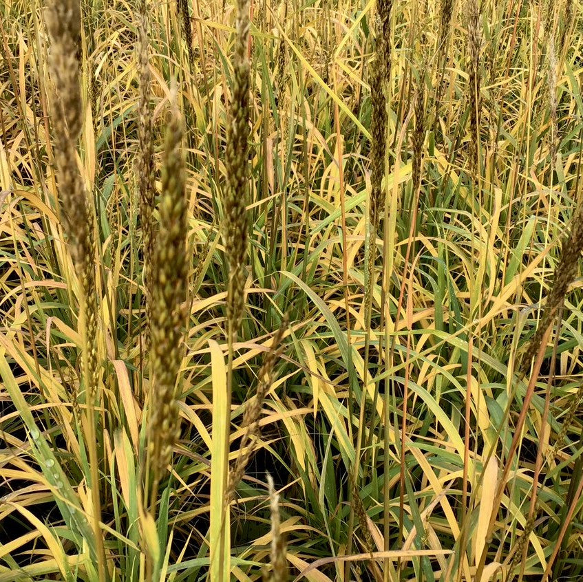 Indian Grass (GRASS - SORG. N. GOLDEN SUNSET)