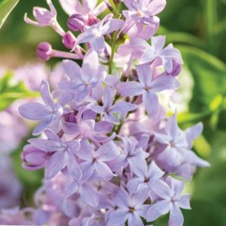 Lilac New Age Lavender (SYRINGA NEW AGE LAVENDER)